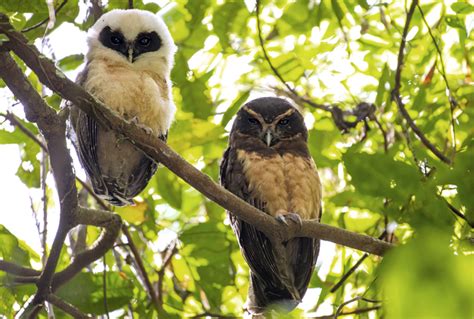 Coruja de espécie rara é resgatada em fazenda gaúcha