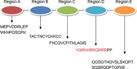 Structure Of Hiv 1 Tat Region A Represents The Acidic Amino Terminal