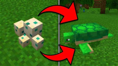 How To Make Turtle Eggs Hatch Faster In Minecraft Images And Photos