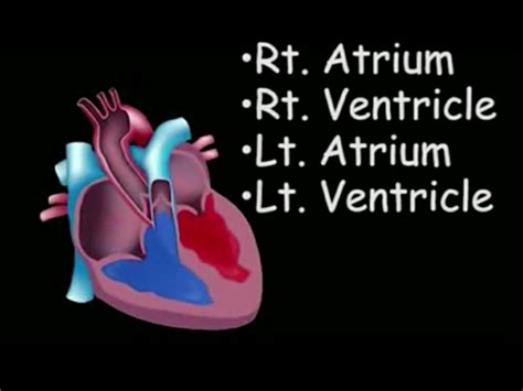 Chambers of the Heart | Cardiovascular system, Therapy, Physical therapy