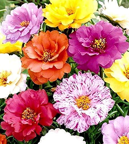 Moss Rose Double Portulaca Grandiflora Mix Color 200 Seeds In Kuwait