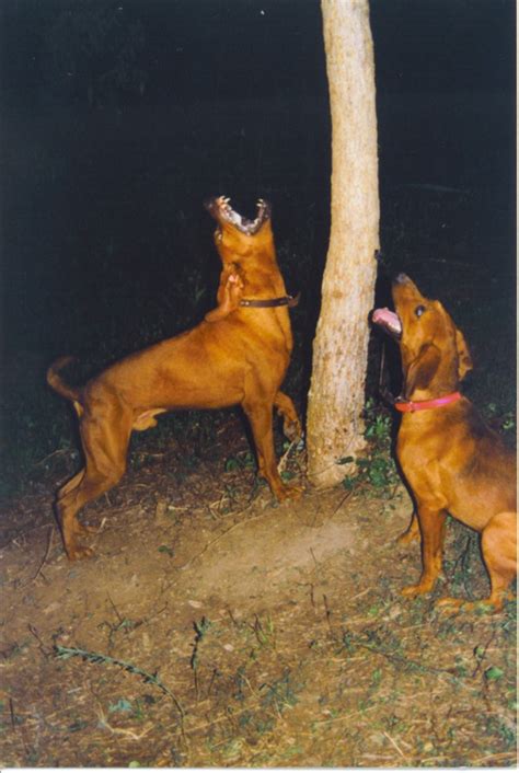 Redbone Coonhound Treeing