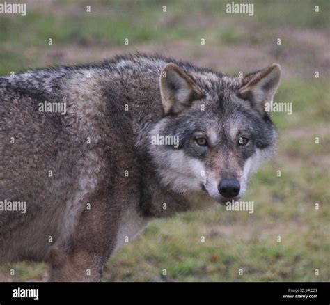 Eurasian Wolf Canis Lupus Lupus Stock Photo Alamy