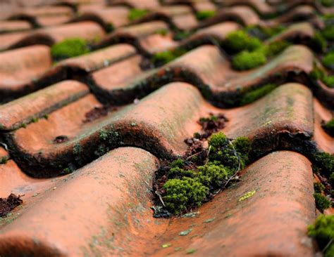 Moss Removal During Roof Cleaning Surrey Berkshire And London