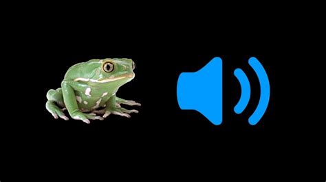 Frog Sound Effects Hd Free Sounds Collection Frog Sounds At Night