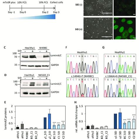 Impaired Expression Of LMNA After Seruminduced Differentiation In