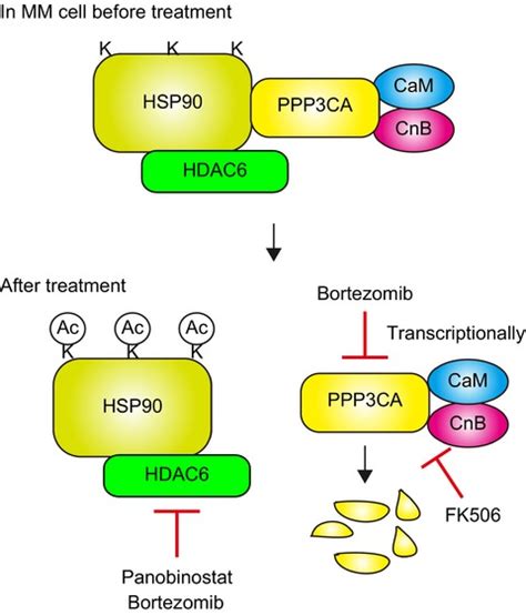 Action Mechanisms Of Histone Deacetylase Inhibitors In The Treatment Of