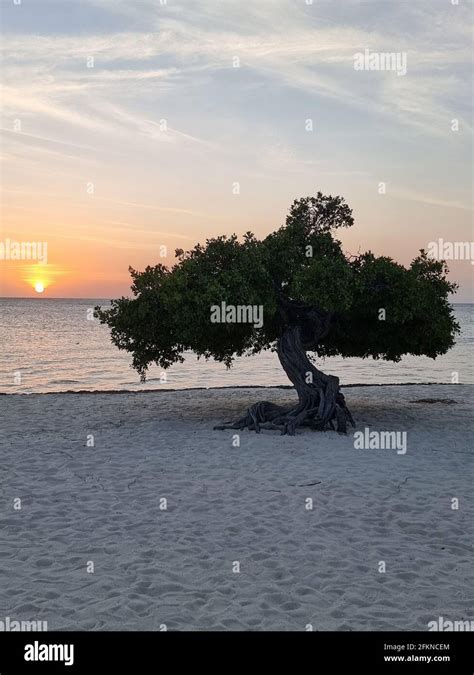 Sunset At Eagle Beach Aruba Divi Dive Trees On The Shoreline Of Eagle