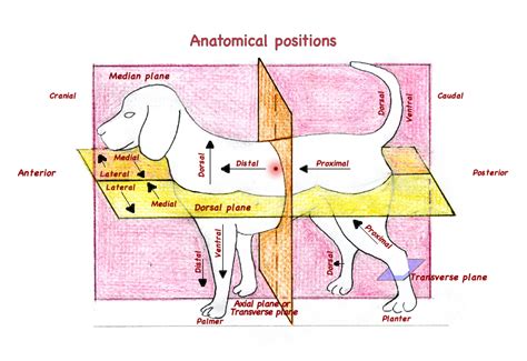 Anatomical Positions For Veterinarian Anatomy