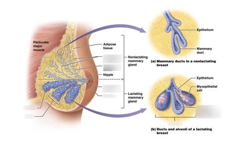 Diagram Of Mammary Gland Diagram Quizlet