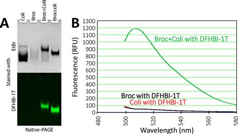 Expected Experimental Results A Native PAGE Gel Visualized Under A