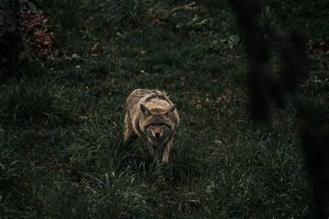 Coyote Photos, Download The BEST Free Coyote Stock Photos & HD Images