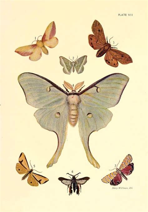 Luna Moth Vintage Gicl E A Fine Art Print Illustrated By Mary Wellman