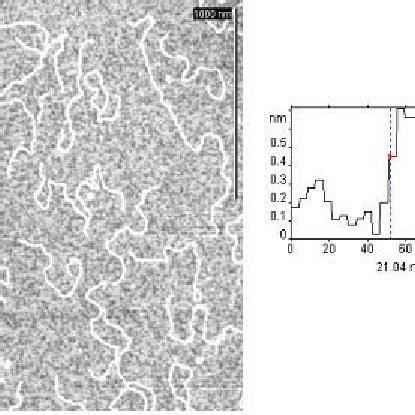 Tapping Mode AFM Image Of DNA On Mica With Cross Section Of The