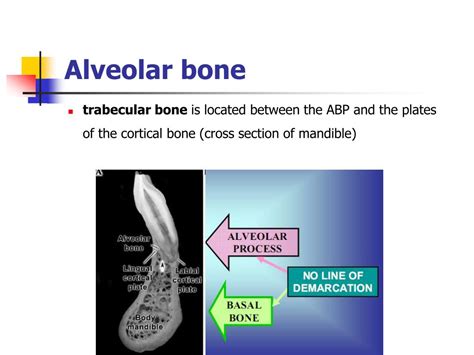 Ppt Bone And Alveolar Bone Powerpoint Presentation Free Download Id 6228679