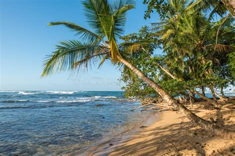 Paradise Wild Beach of Manzanillo Park in Costa Rica Stock Photo - Image of palm, beach: 143934560