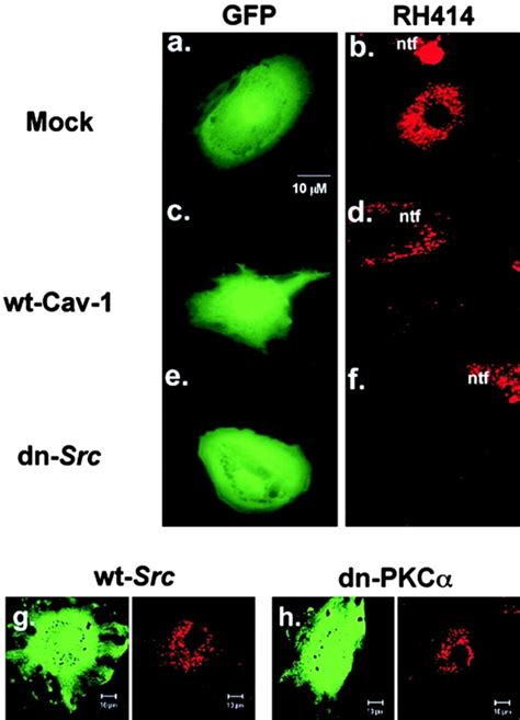 Effects Of Caveolin Overexpression And Dominant Negative Src Dn Src