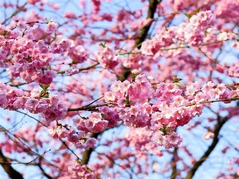 Aprender sobre 106 imagem cerejeira do japão caracteristicas br