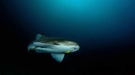 Leopard Sharks In Phuket · Local Dive Thailand