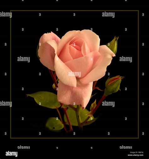 New dawn rose hi-res stock photography and images - Alamy