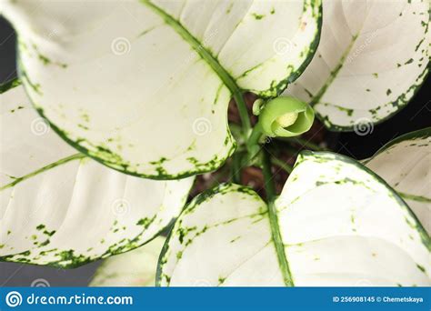 Aglaonema Con Hermosas Hojas Como Fondo De Cierre Planta Tropical