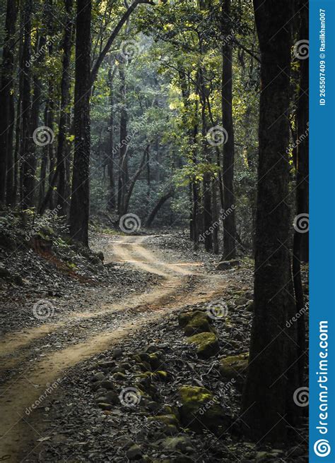 Hermoso Camino En El Denso Bosque De Jim Corbett Uttarakhand India