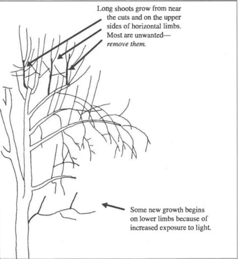 Pruning To Restore An Old Neglected Apple Tree Osu Extension Service Apple Tree Care