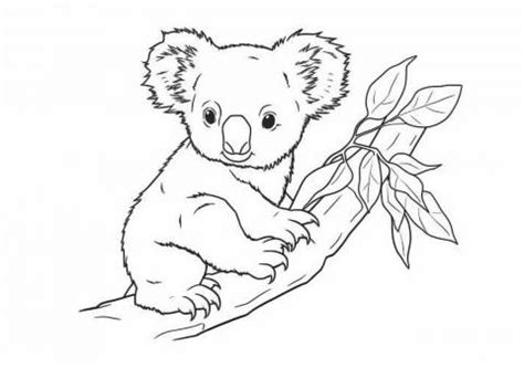 Koalas Coloring Pages Free Printable