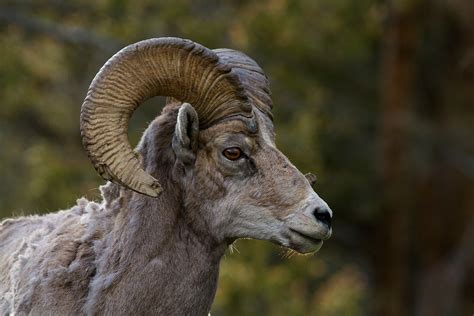 Portrait Of A Ram | Animal Stock Photos ~ Creative Market