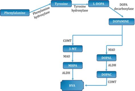 5 Metabolism Of Dopamine Download Scientific Diagram