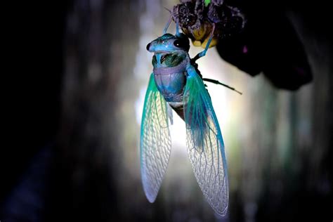 Cicada Fresh Out Of Its Shell Pics Cicada Insect Photos Animals