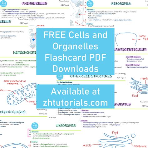 Free Downloadable A Level Biology Flashcards Cells And Organelles