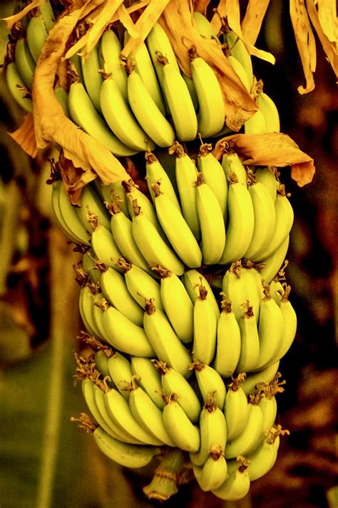 Plátano La Planta Tropical Más Fácil De Plantar Y De Cuidar En Tu Casa