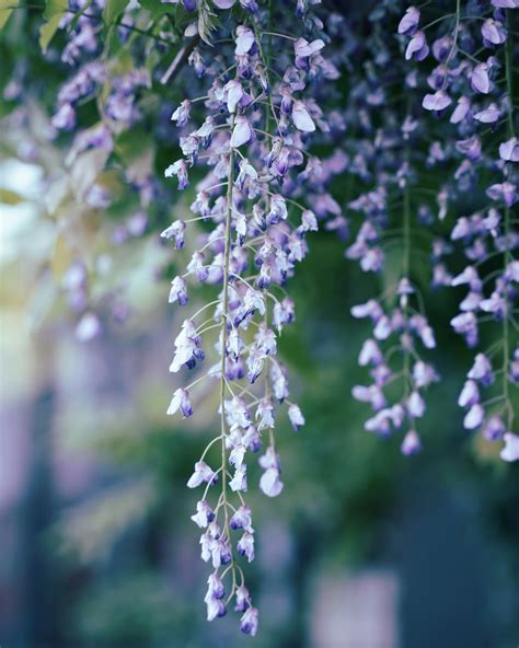 26+ Best Free Wisteria Stock Photos & Images · 100% Royalty-Free HD ...