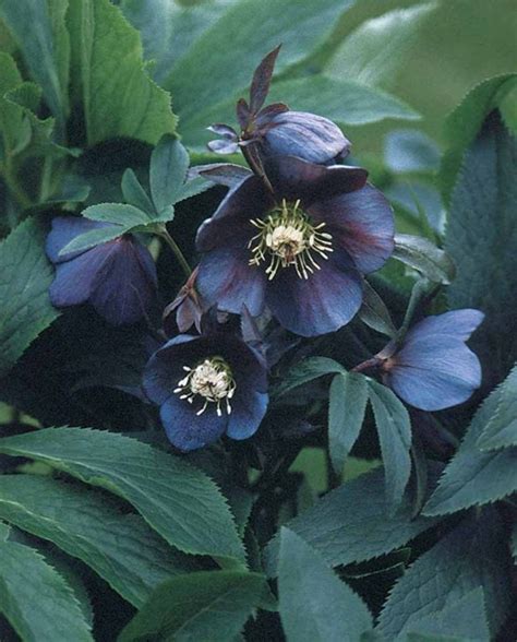 Winter Blooms: Discover the Beauty of Hellebores