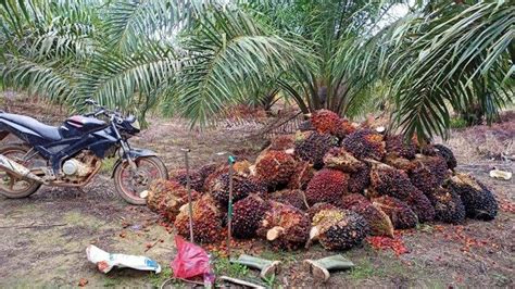 Harga Tandan Buah Segar Sawit April Naik Persen Ini Harga