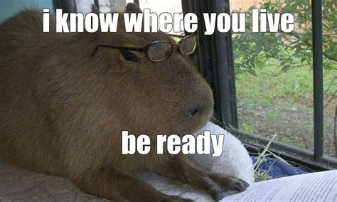 Create Meme Rodent Capybara A Pet Capybara Capybaras Pictures