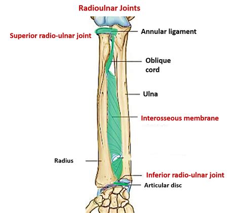 Distal Radioulnar Joint Anatomy