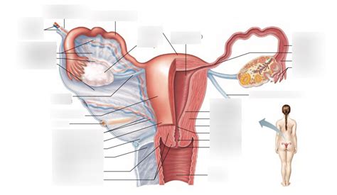 Female Reproductive Tract Diagram 2 2 Of 2 Diagram Quizlet