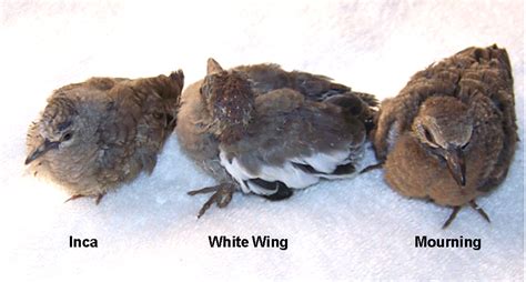 Brown Dove Nesting