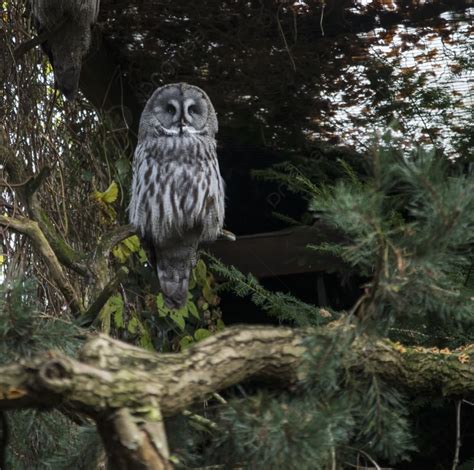 阿默斯福特動物園中的大星雲拉普蘭貓頭鷹 大星雲拉普蘭貓頭鷹 照片背景圖桌布圖片免費下載 Pngtree