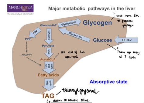 case 5 normal metabolism of the liver Flashcards | Quizlet