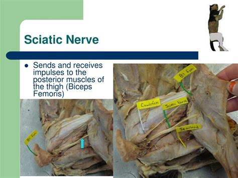 Ppt Anatomy Cat Dissection Powerpoint Presentation Free Download