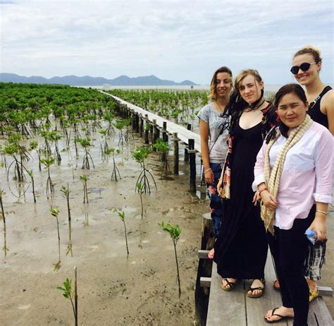 Mangrove Environmental Conservation Supporter Volunteer In Cambodia 2024