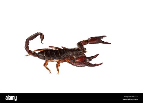 Scorpion des bois Banque de photographies et dimages à haute