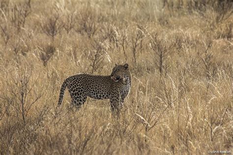 6 Days 5 Nights Amboseli Lake Naivasha Masai Mara Wildebeest Safaris