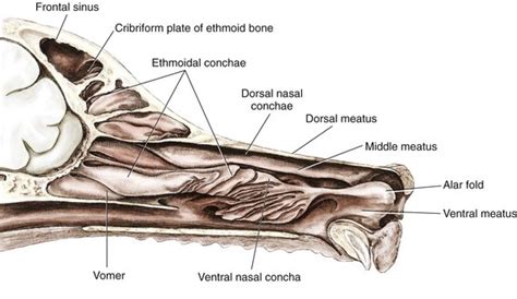 Canine Nasal Anatomy