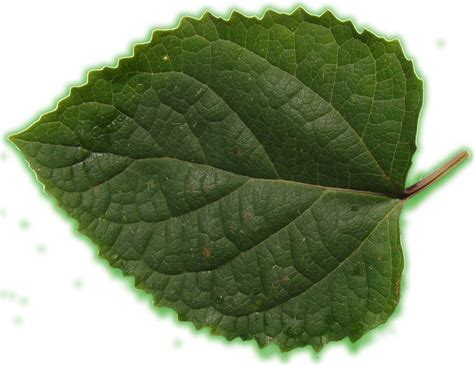 Medio Ambiente: las partes de la planta 