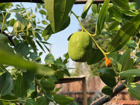 Chinese Jujube (Li Variety) Tree | the-clayton-farm