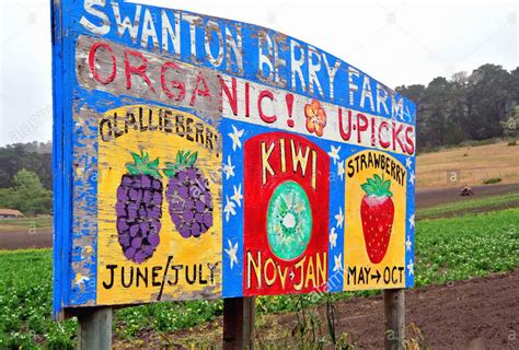 10 Best Places For Strawberry Picking In The Bay Area Days Out On The Farm